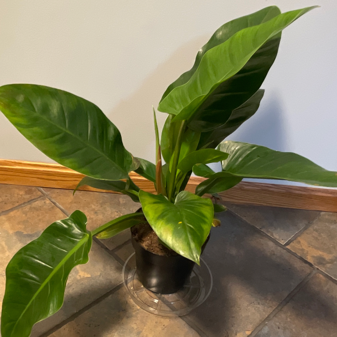Philodendron 'Imperial Green' plant in a black pot with healthy green leaves.