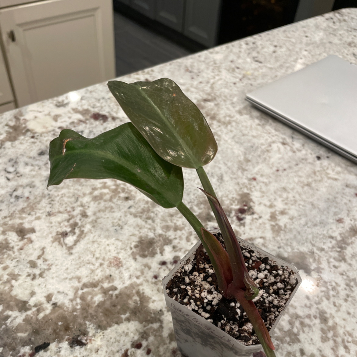 Philodendron 'Black Cardinal' plant in a small pot on a countertop.