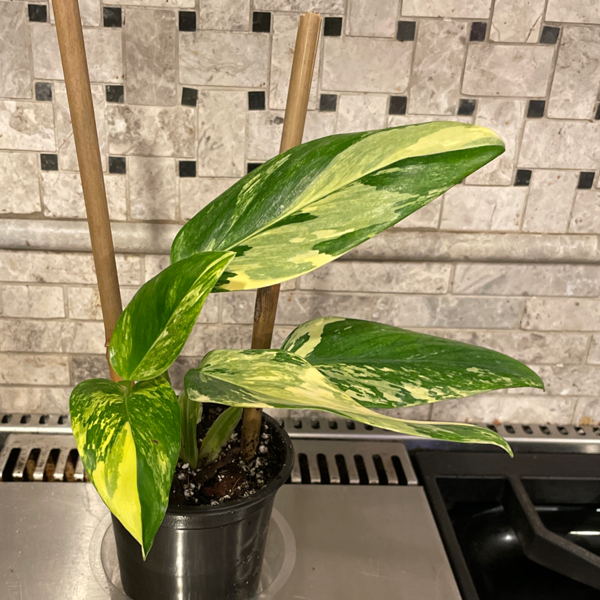 Monstera Cobra plant with variegated leaves in a pot, supported by two stakes.
