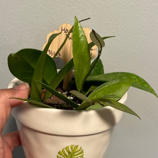 Hoya Pubicalyx plant in Erie, Pennsylvania