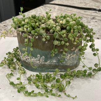 Variegated String of Pearls plant in Erie, Pennsylvania