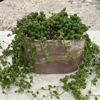 String of Pearls plant in Erie, Pennsylvania