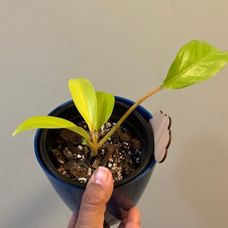 Philodendron Lemon Lime plant in Erie, Pennsylvania