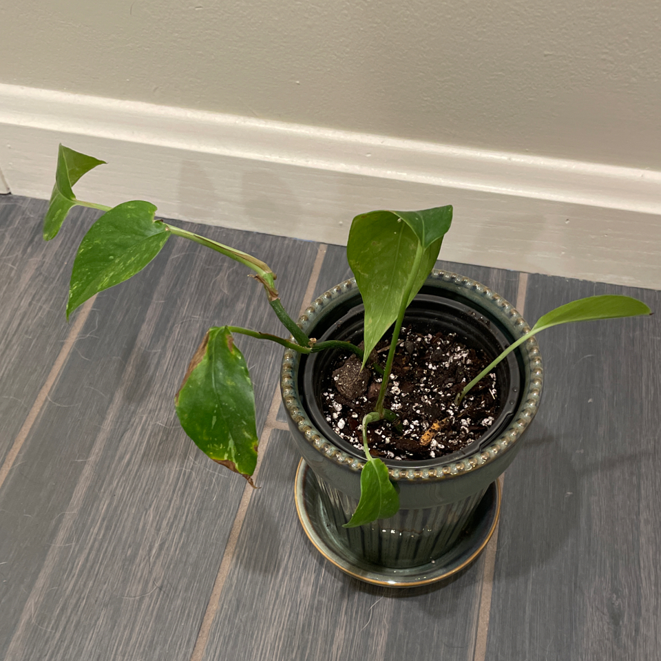 Potted Albo Epipremnum Pinnatum plant with some browning leaves on a tiled floor.