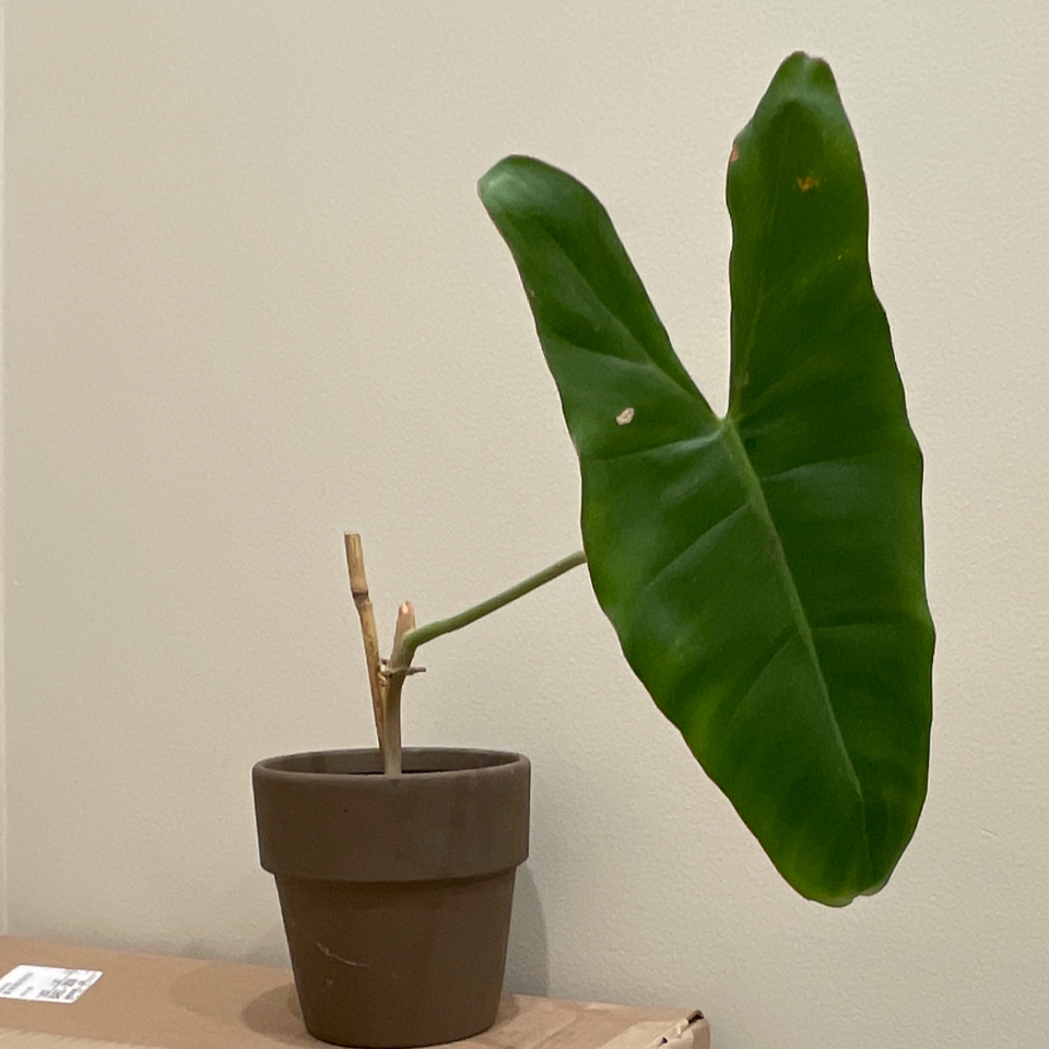 Paraiso Verde Philodendron plant with one large green leaf in a pot.