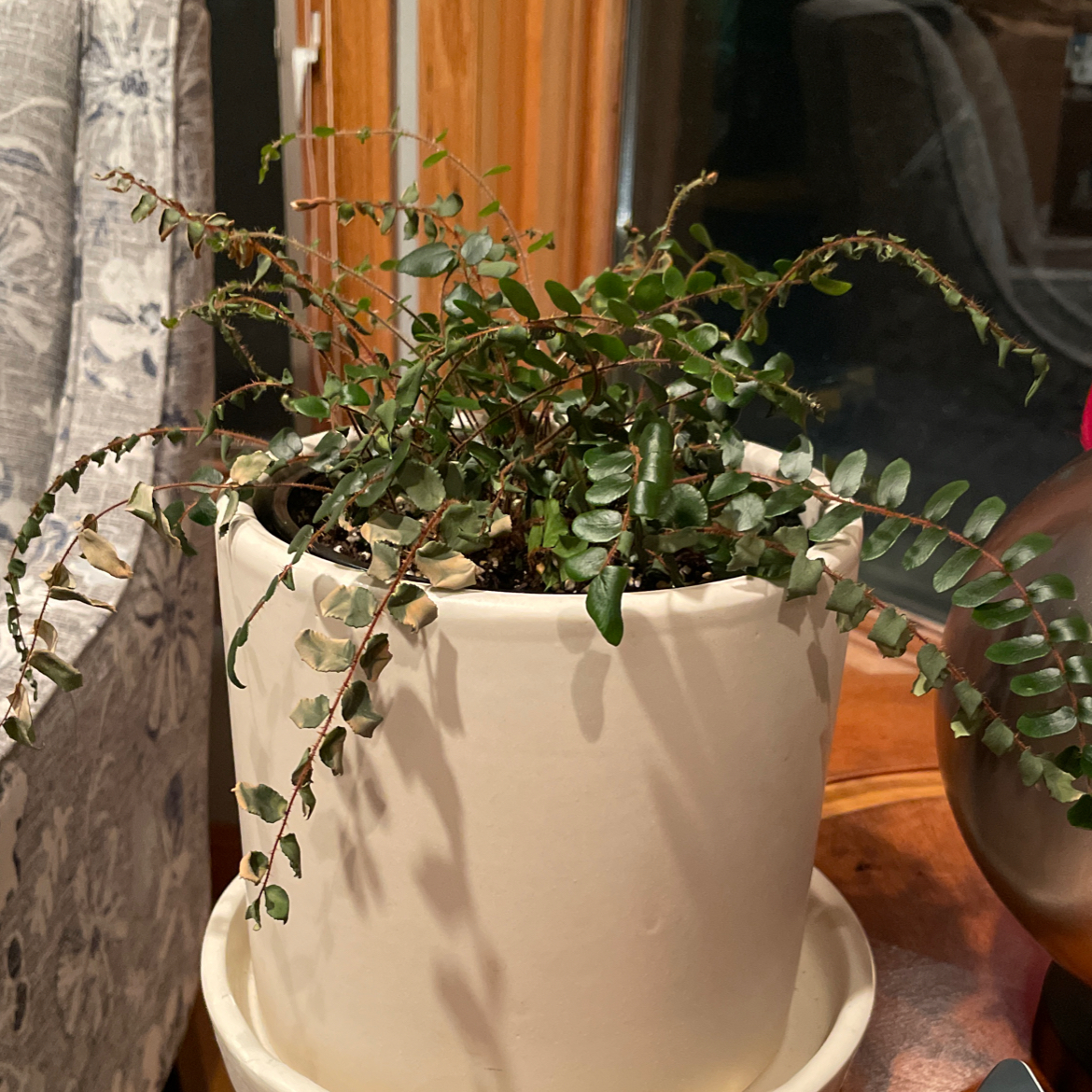Pellaea rotundifolia plant in a white pot with some browning and yellowing fronds.