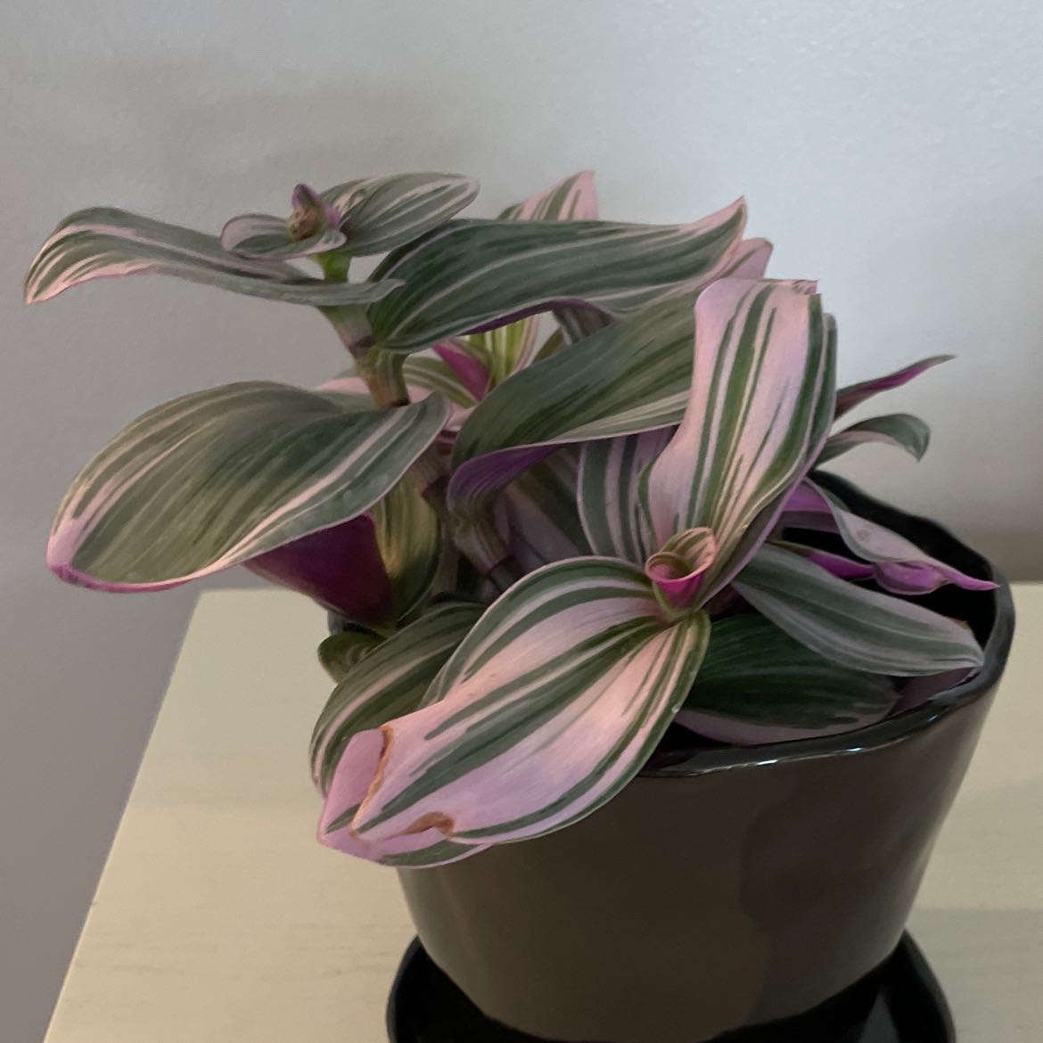 Tradescantia Bubblegum plant with vibrant pink and green striped leaves in a black pot.