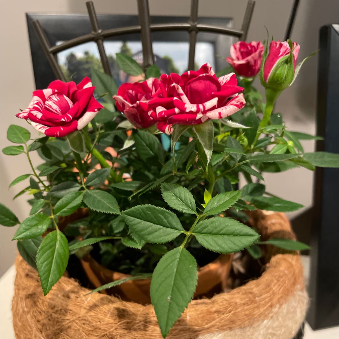 Beach Rose plant with vibrant red and white flowers, healthy green leaves, potted.