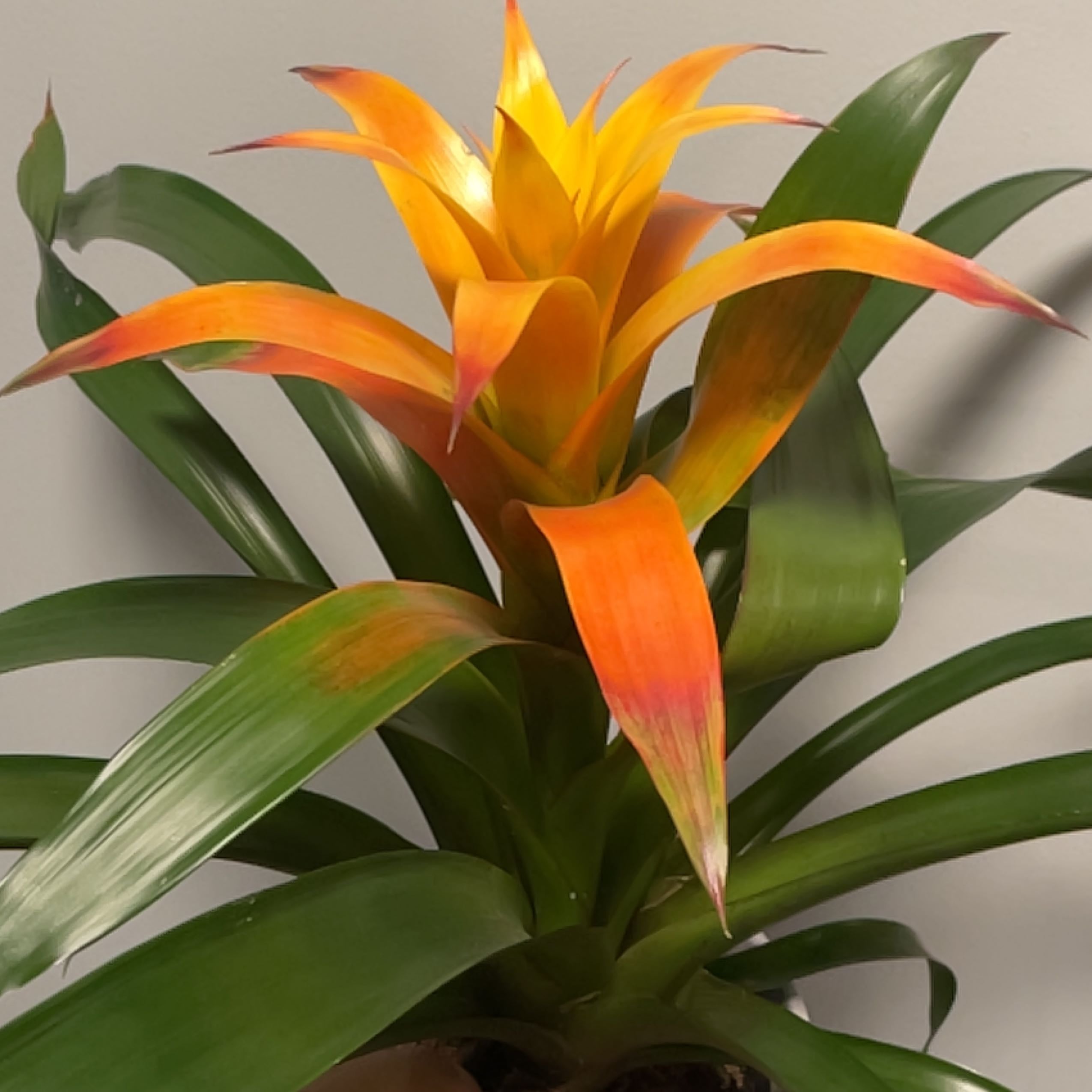 What Do Guzmania Bromeliad Flowers Mean?
