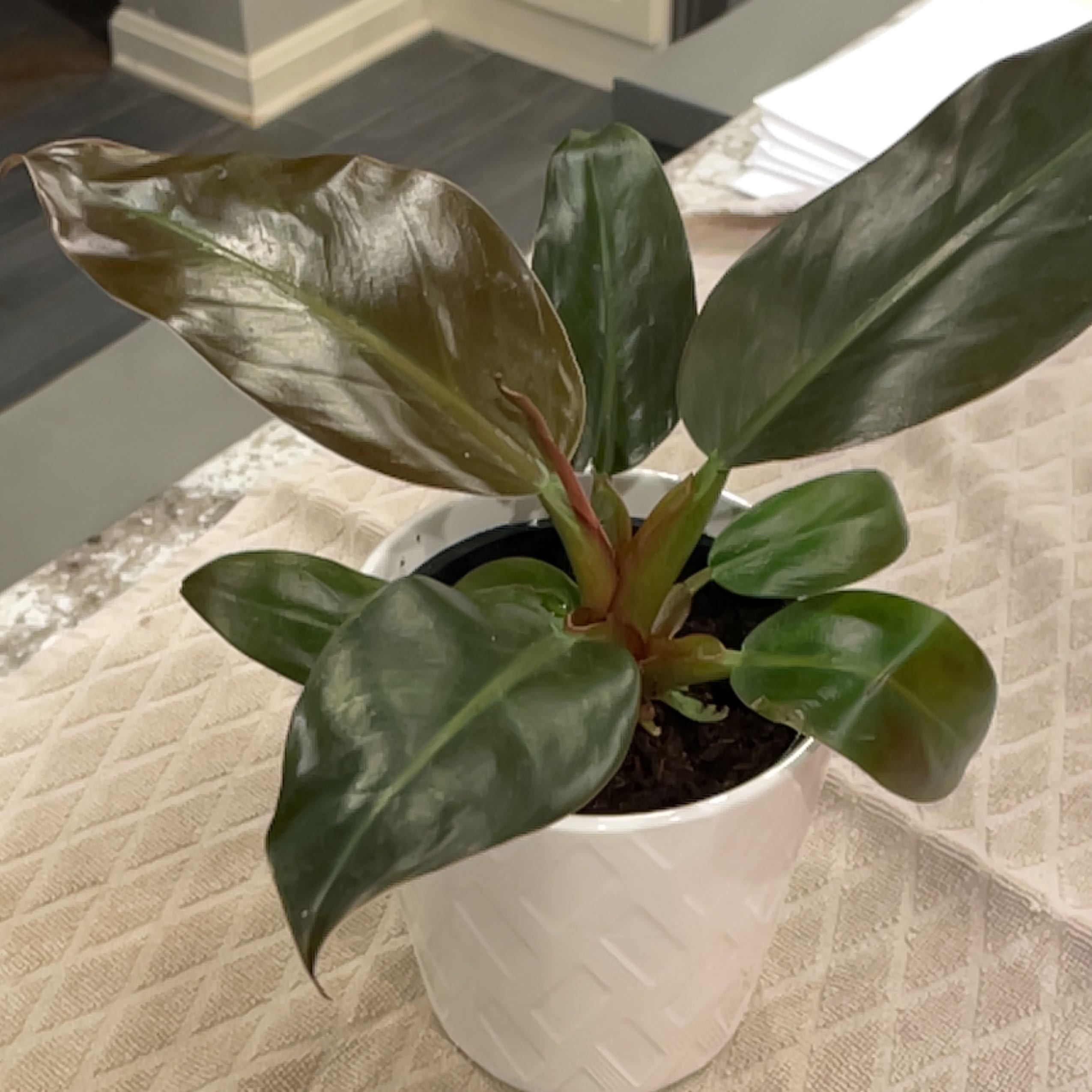 Philodendron 'Imperial Red' plant in a white pot with glossy, dark green and reddish leaves.