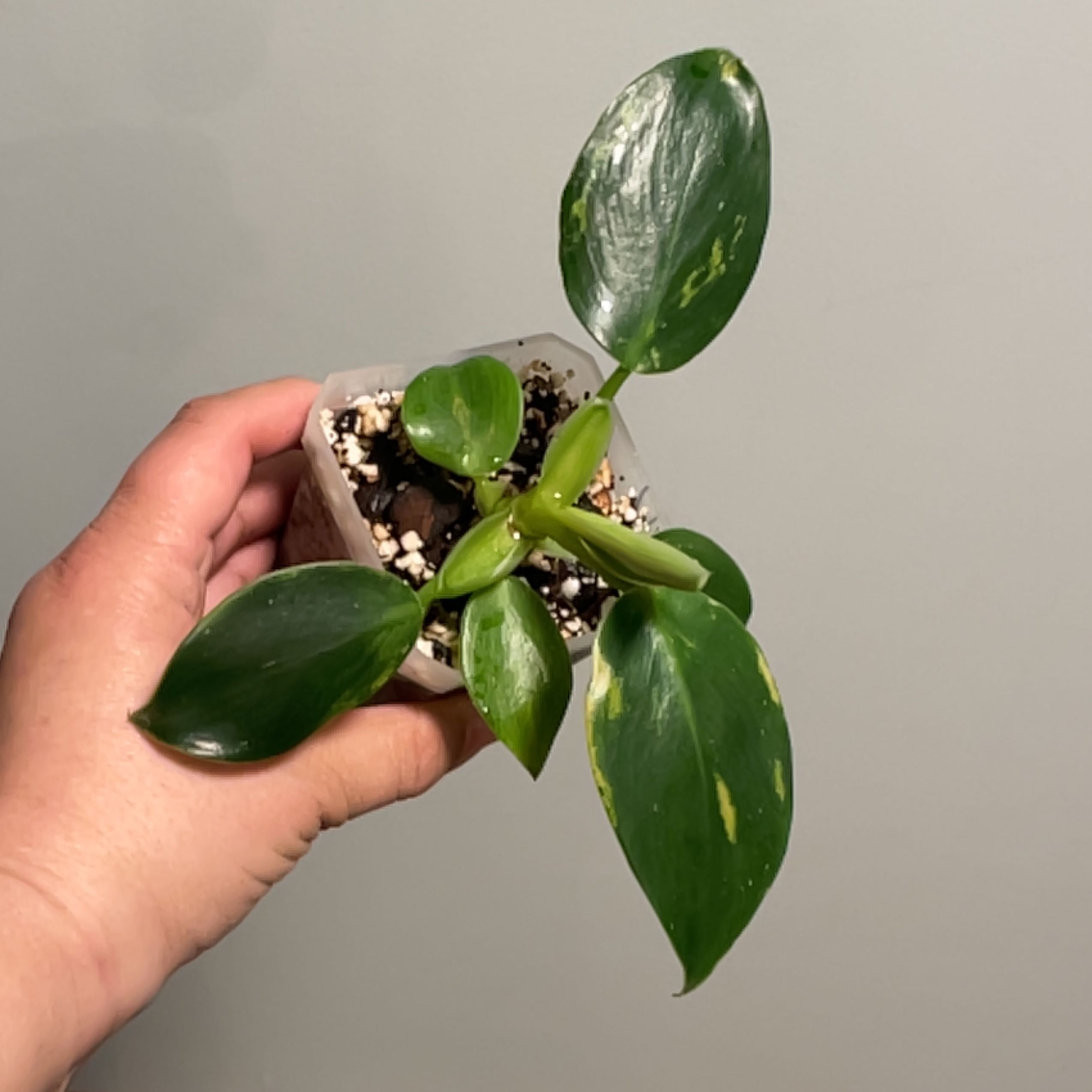 Philodendron 'White Wizard' plant held by a hand, showing healthy green leaves with white variegation.
