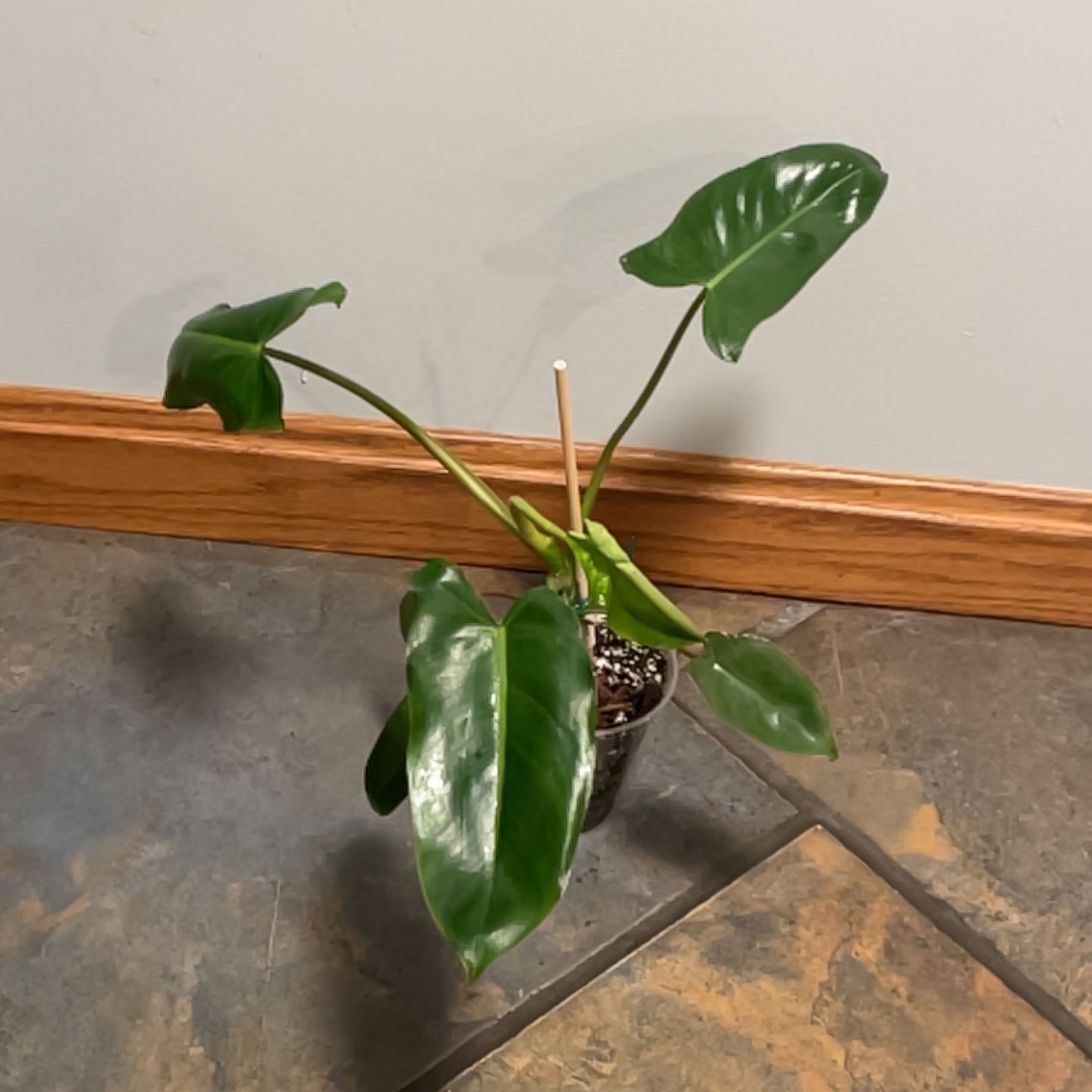 Paraiso Verde Philodendron plant in a small pot on a tiled floor with healthy green leaves.
