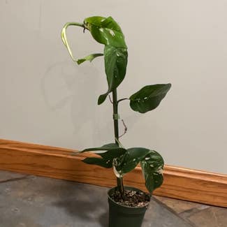Variegated Epipremnum pinnatum plant in Erie, Pennsylvania