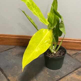 Philodendron Calkins Gold plant in Erie, Pennsylvania
