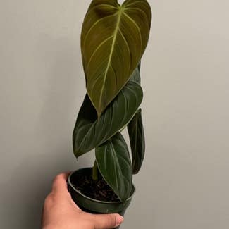 Black Gold Philodendron plant in Erie, Pennsylvania
