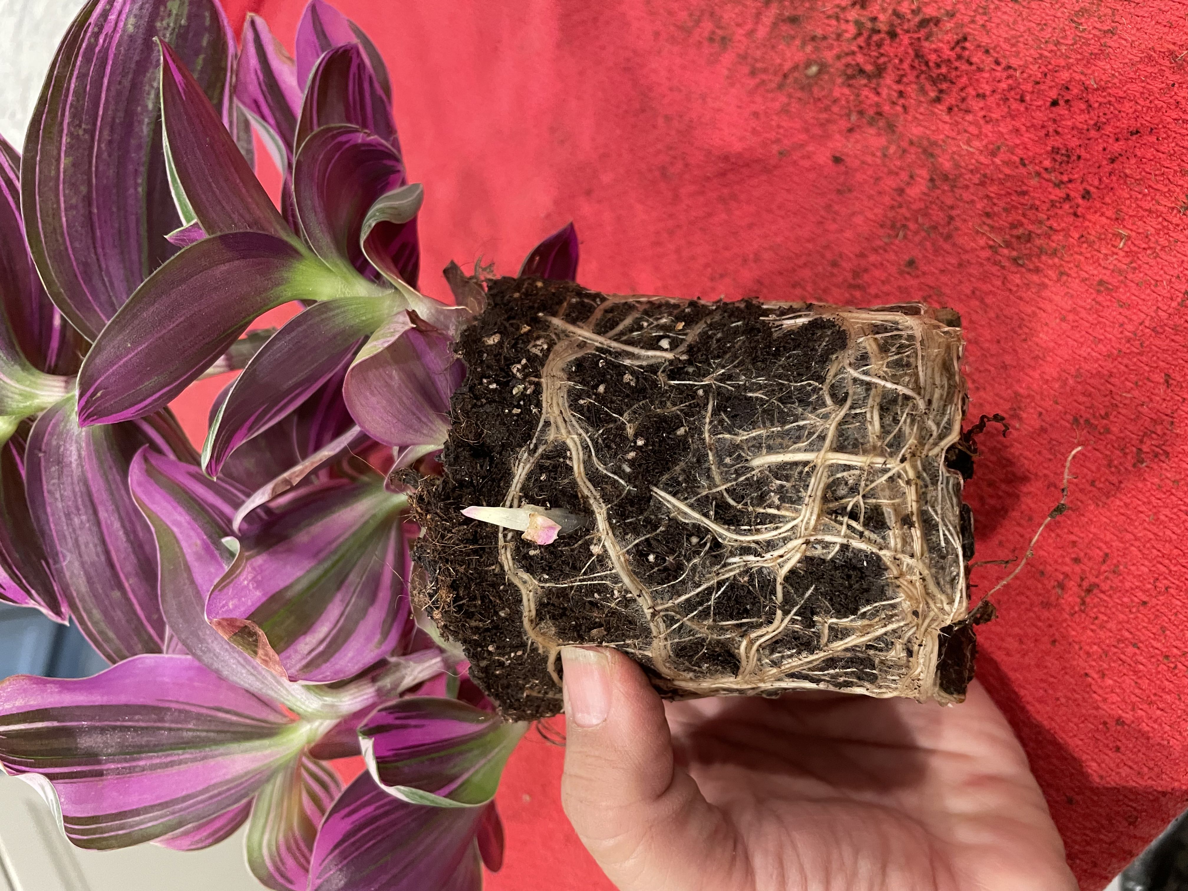 Photo from the post