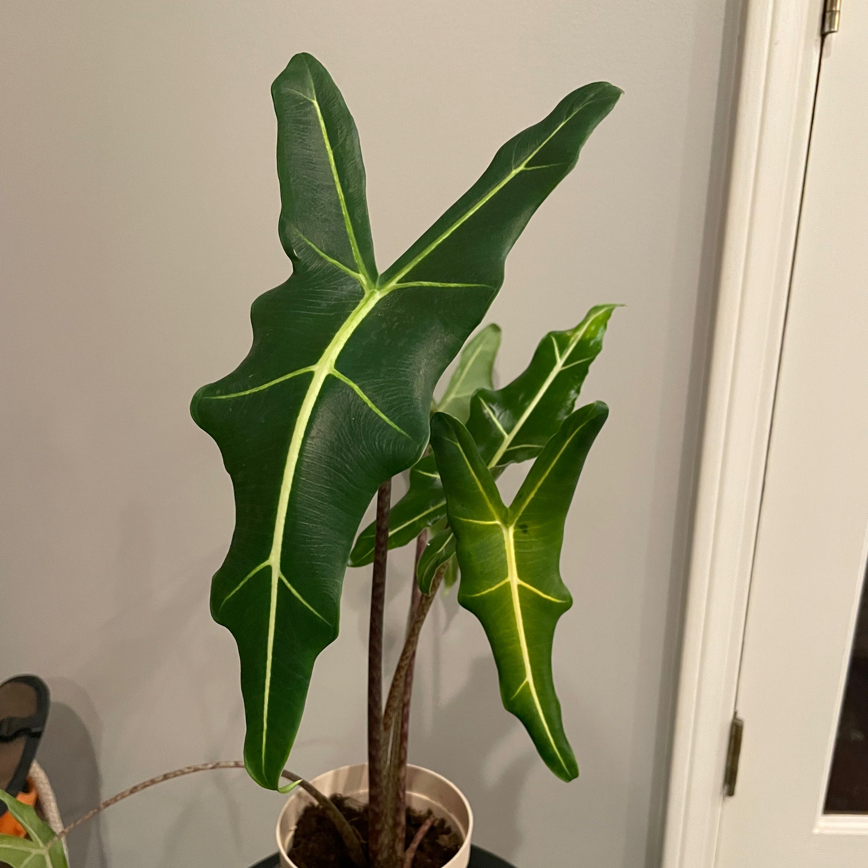 Alocasia Sarian