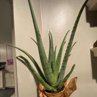 Aloe Vera plant in Erie, Pennsylvania