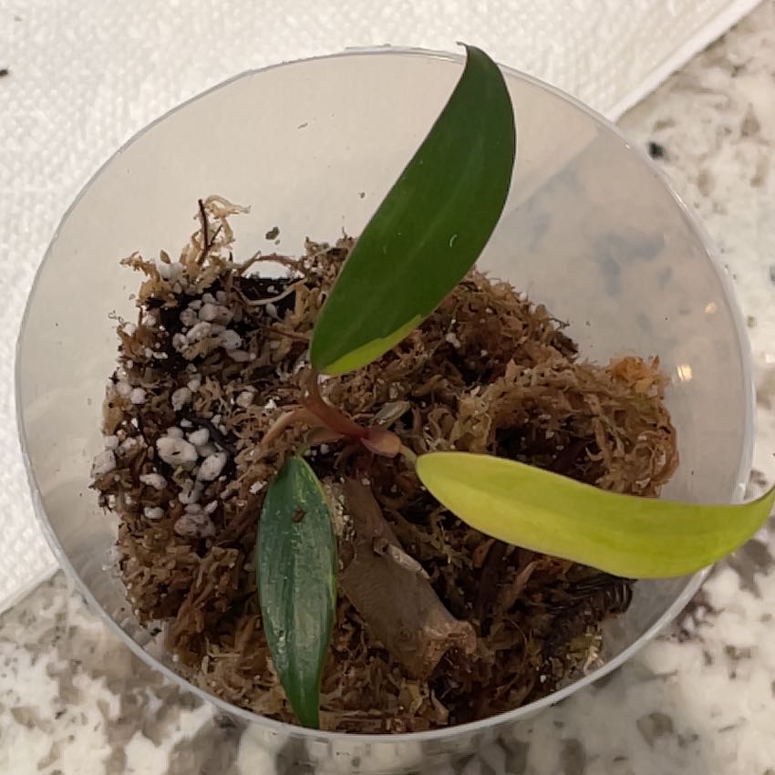 Strawberry Shake Philodendron plant in a clear container with visible soil and moss. One leaf is yellowing.
