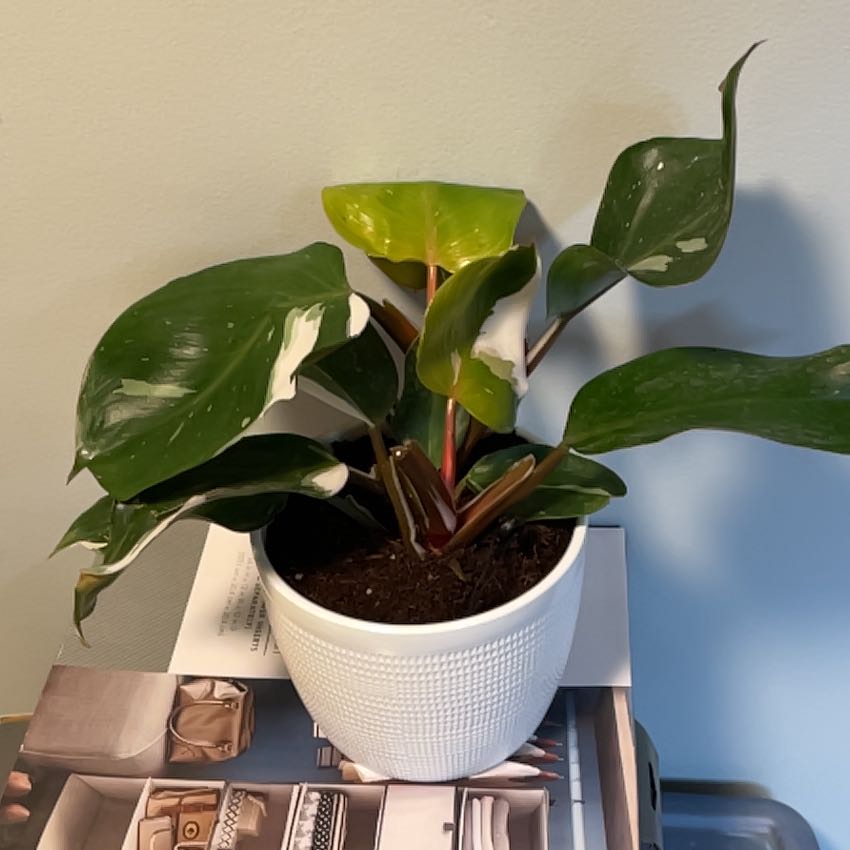 White Knight Philodendron in a white pot with healthy green and white variegated leaves.