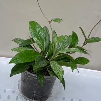 Hoya Pubicalyx plant in Erie, Pennsylvania