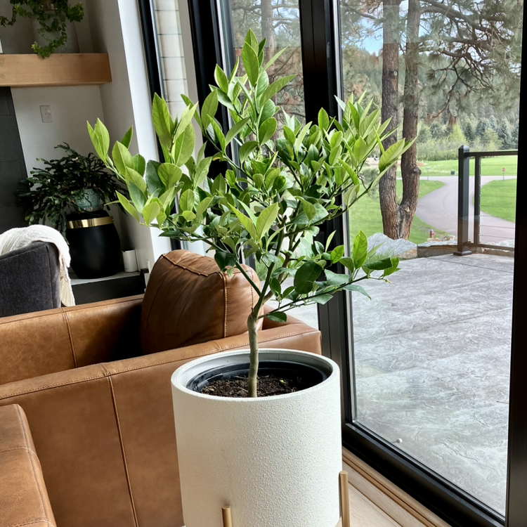 Indoor lemon tree in a white pot near a window, appearing healthy.