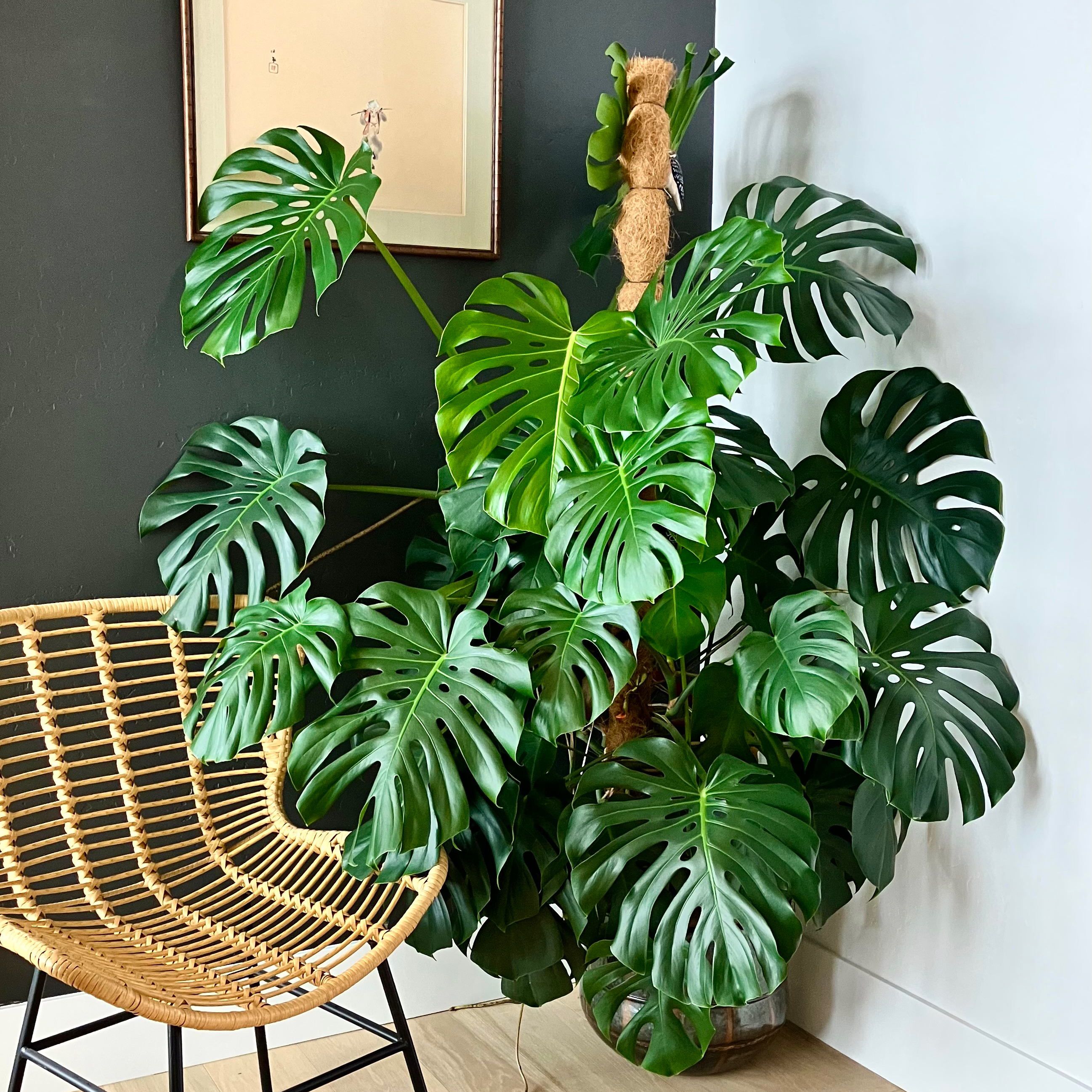 Monstera plant photo by @FindingEden named King Kong on Greg, the plant care app.