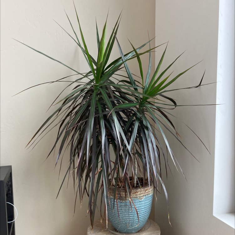 Magenta Dragon Tree in a blue pot indoors, healthy with green and magenta leaves.