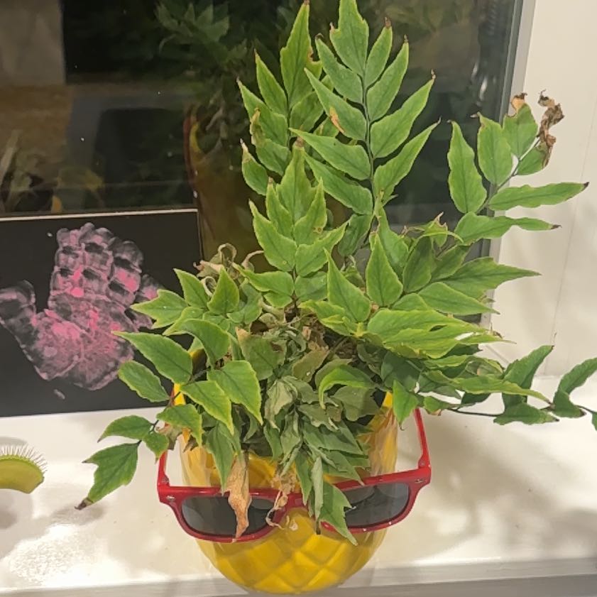 Photo of the plant species House Holly-Fern by @VipAlfalfa62 named Bruce Lee on Greg, the plant care app