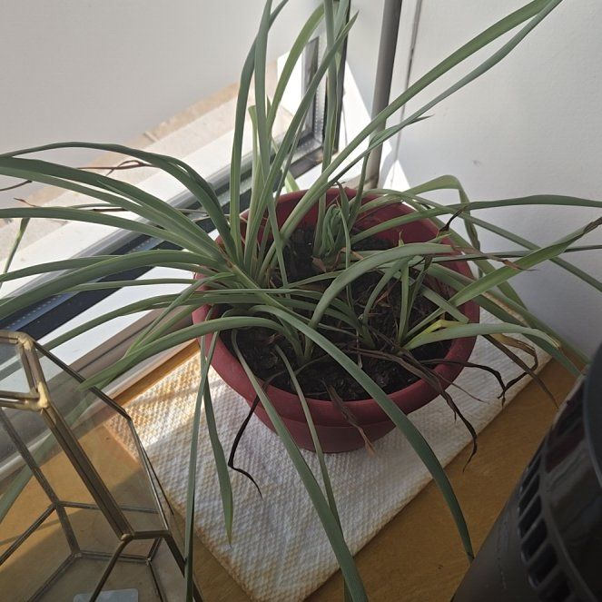 Photo of the plant species Pink Quill by @VastBrushbox98 named ChloroPhil on Greg, the plant care app