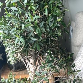 Photo of the plant species Common Myrtle by @VipMaitake48 named Sproutacus on Greg, the plant care app