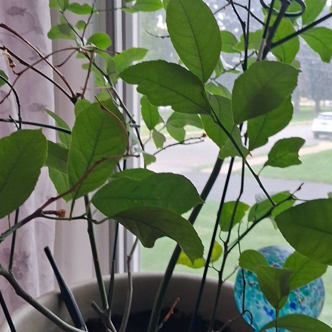 Photo of the plant species Key Lime Tree by @YardWaxplant45 named Mollie on Greg, the plant care app