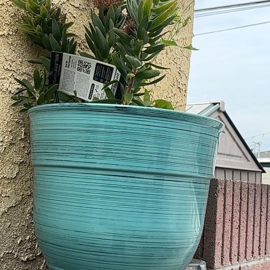 Photo of the plant species Pōhutukawa by @ZingGerbera76 named Athena on Greg, the plant care app
