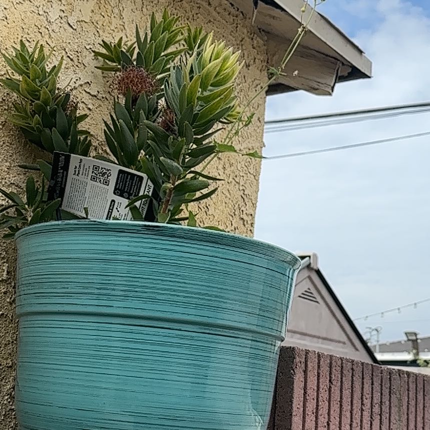Photo of the plant species Coastal Agave by @ZingGerbera76 named Emerson on Greg, the plant care app