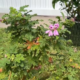 Photo of the plant species Sweet Scented Geranium by @AgreeableGreen named Lebron on Greg, the plant care app