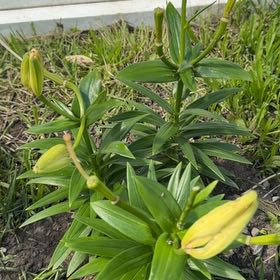 Photo of the plant species Orange Lily by @AgreeableGreen named Marilyn on Greg, the plant care app
