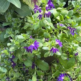 Photo of the plant species Fairy Fan-Flower by @AgreeableGreen named Eva on Greg, the plant care app