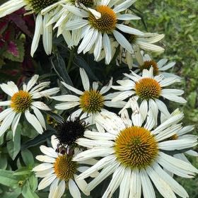 Photo of the plant species Purple Coneflower by @AgreeableGreen named Mando on Greg, the plant care app