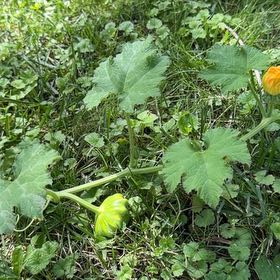 Photo of the plant species Summer Squash by @AgreeableGreen named Elle on Greg, the plant care app