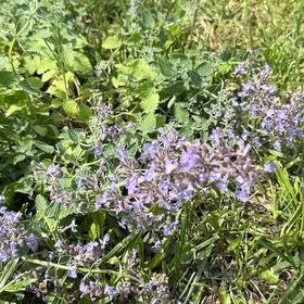 Photo of the plant species Catmint by @AgreeableGreen named Orlando Bloom on Greg, the plant care app