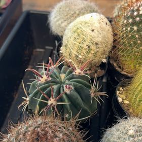 Photo of the plant species Ferocactus histrix by @DoyenneAgave68 named Rosa on Greg, the plant care app