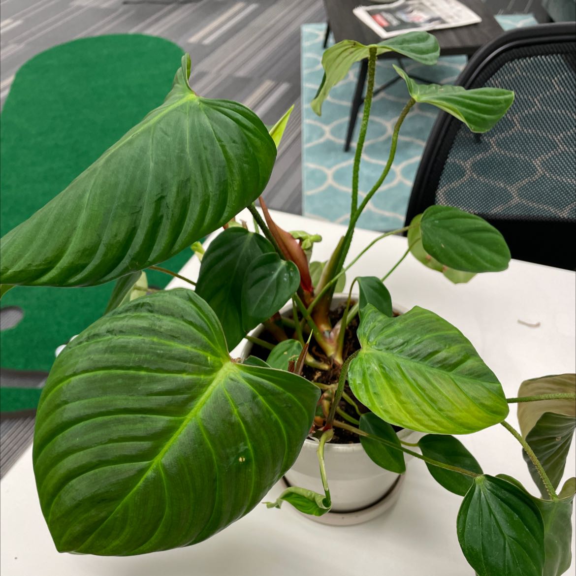 Philodendron nangaritense plant in a pot with some yellowing leaves, placed on a white surface indoors.