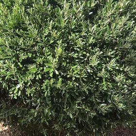 Photo of the plant species Pōhutukawa by @TotalPuka82 named Morgan Treeman on Greg, the plant care app