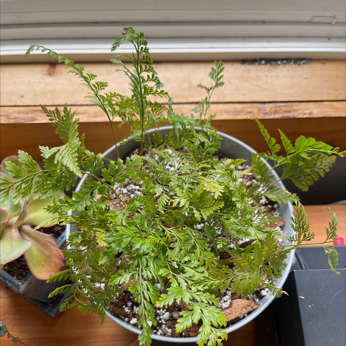 Potted Black Spleenwort plant with healthy green fronds.