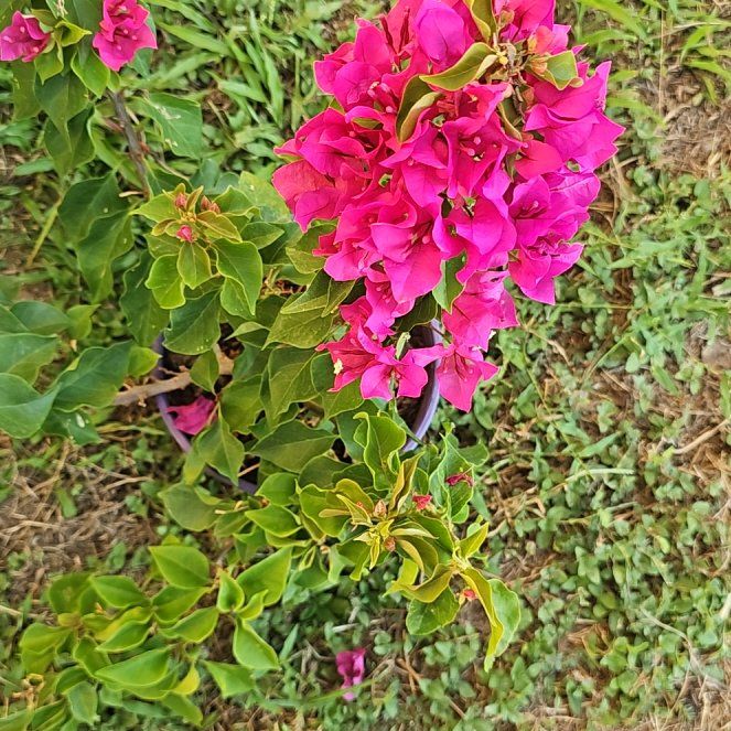 Photo of the plant species Lesser Bougainvillea by @PunctualElkweed named Coco on Greg, the plant care app
