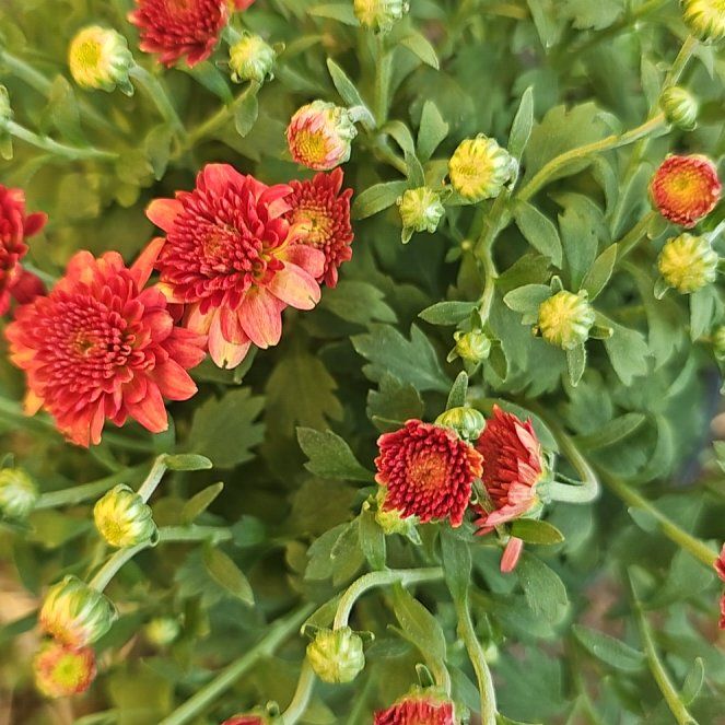 Photo of the plant species Giant Crego Aster by @PunctualElkweed named Nemo on Greg, the plant care app