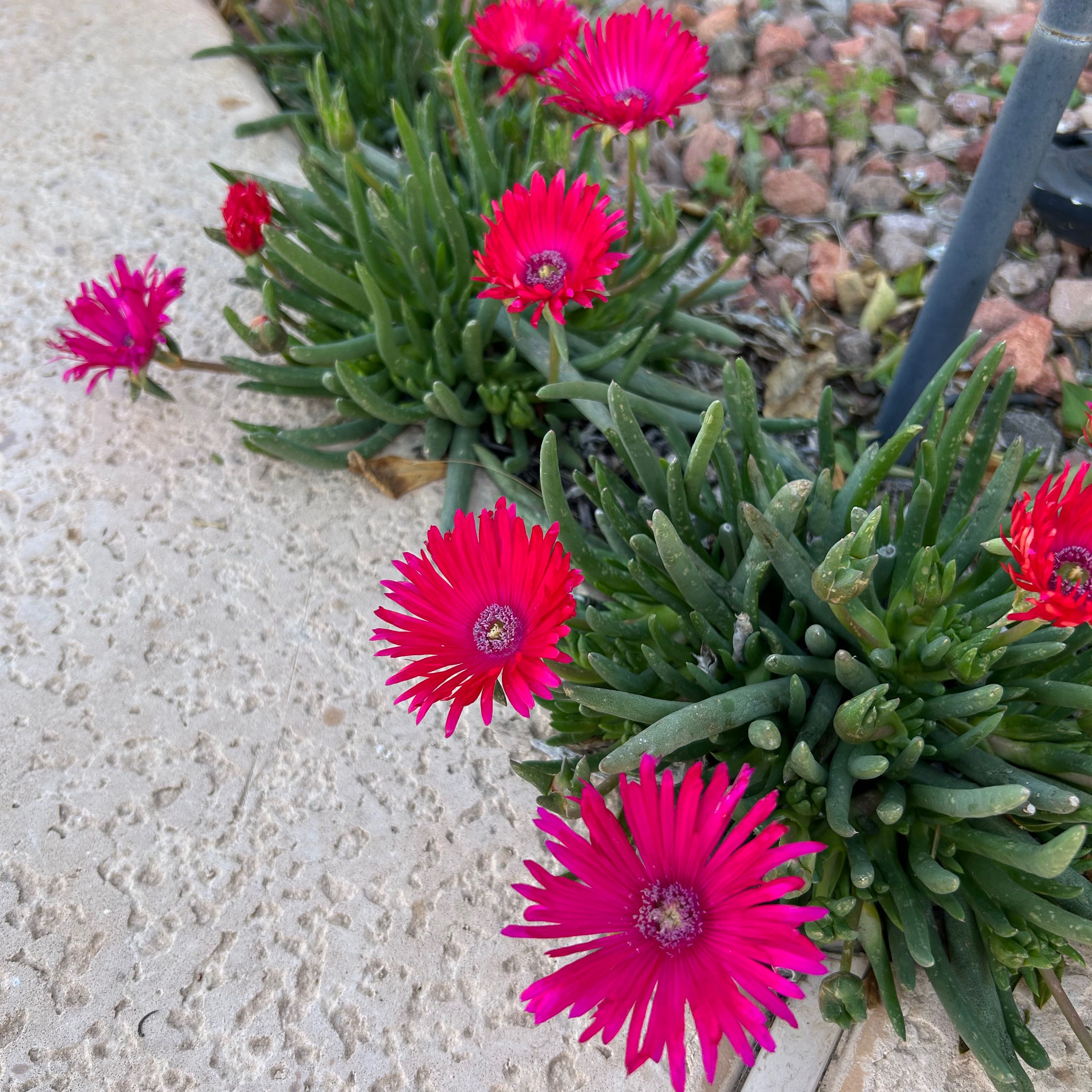 Coppery Mesemb plant with vibrant pink flowers and succulent green leaves on pavement.