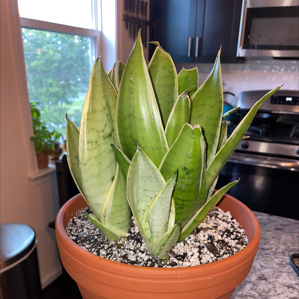 Sansevieria Night Owl plant in a pot with visible soil, healthy green leaves.