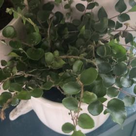 Photo of the plant species Sprawling Wirevine by @WiseRosemary56 named Denali on Greg, the plant care app