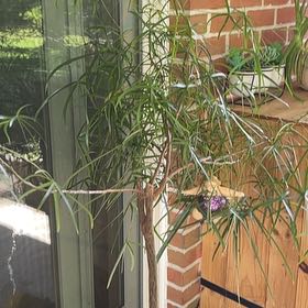Photo of the plant species Umbrella Papyrus by @BigGuapilla47 named Nithin on Greg, the plant care app